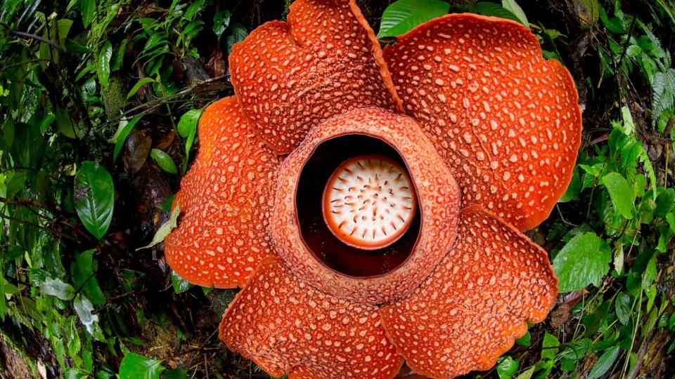 PHOTO: FILE - The parasitic Rafflesia arnoldii is the largest single flowering plant in the world (Fadil Aziz/Getty Images, FILE)