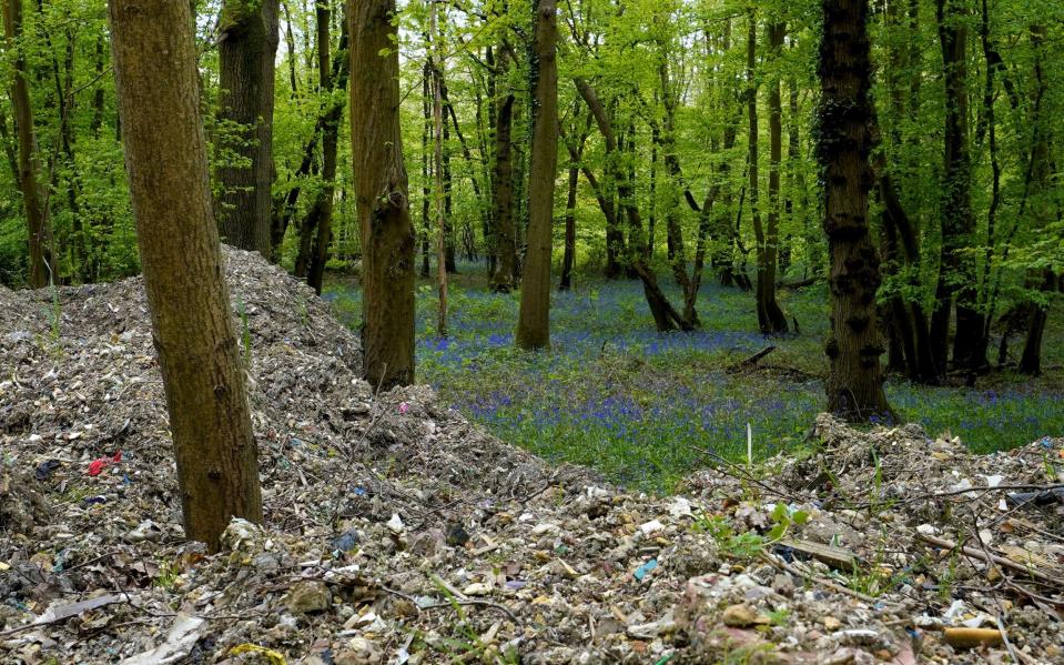 The bluebell woodland which campaigners say has turned into a 'desolate wasteland'