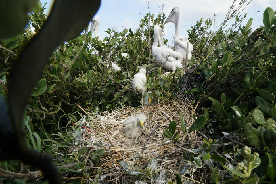 A baby egret sits in a nest next to baby brown pelicans on Raccoon Island, a Gulf of Mexico barrier island that is a nesting ground for brown pelicans, terns, seagulls and other birds, in Chauvin, La., Tuesday, May 17, 2022. (AP Photo/Gerald Herbert)