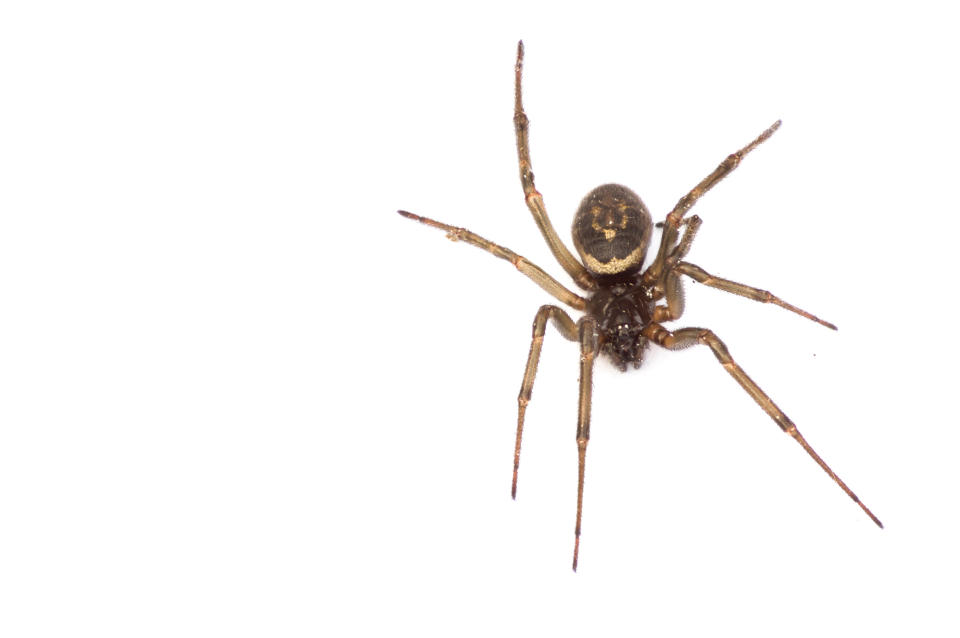 False widow spiders can be found in the UK and are known to have a venomous bite. (Getty)