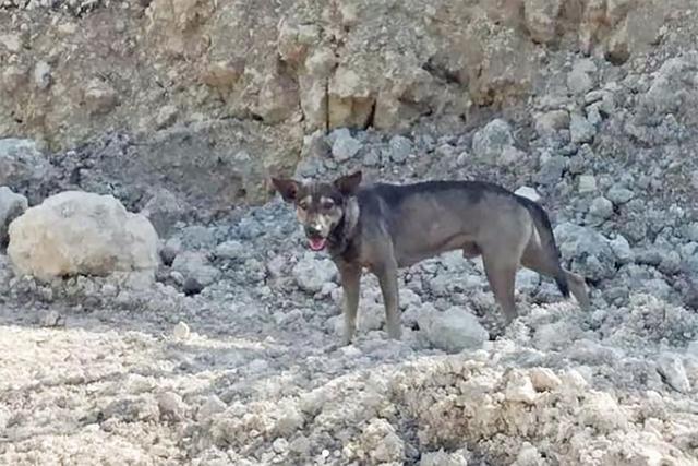 Now There's a Good Boy! Hero Dog's Frantic Barks Lead Biker to an Abandoned  Baby