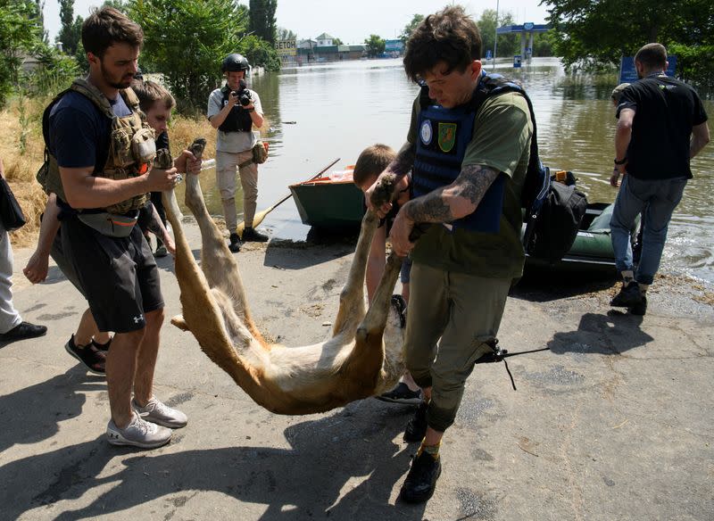 Volunteers evacuate dogs, previously sedated, from a flooded area after the Nova Kakhovka dam breached, in Kherson