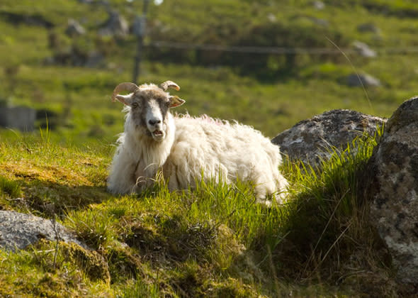 Galway Sheep