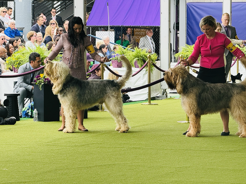 lydia hearst dog show