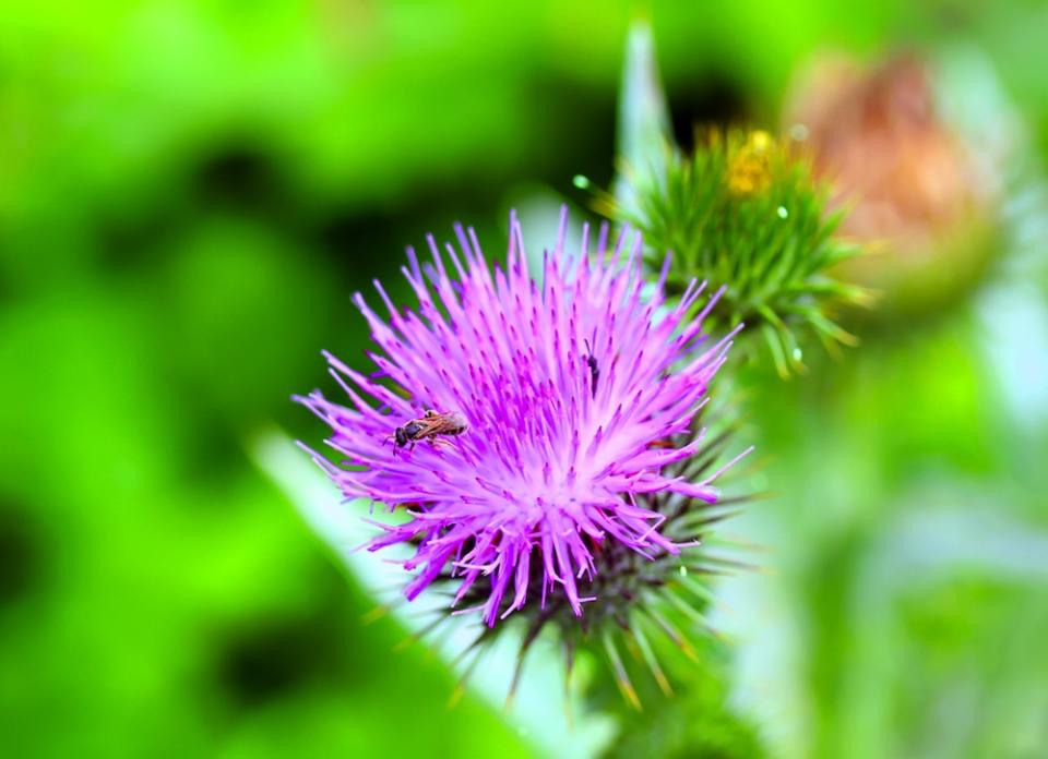 Keep, Don't Kill: 9 Weeds to Welcome