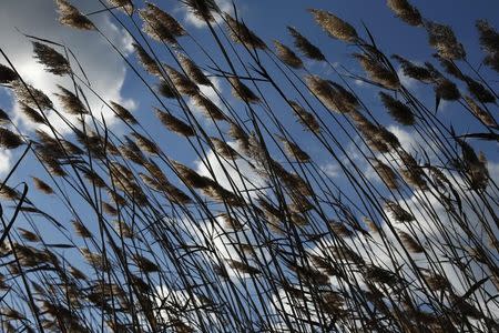 Phragmites blow in the wind on Wallops Island in Virginia October 24, 2013. REUTERS/Kevin Lamarque