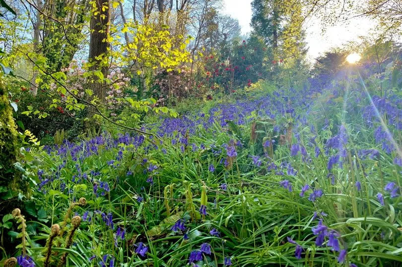 Sun setting over a carpet of bluebells