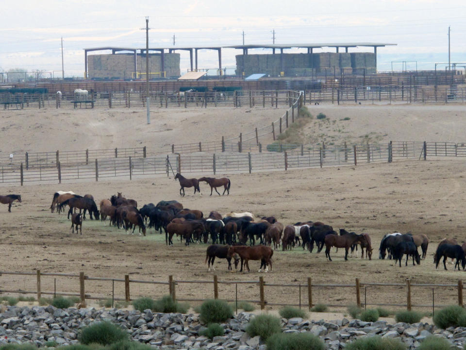 In this Sept. 4, 2013 file photo Mustangs recently captured on federal rangeland roam a corral at the U.S. Bureau of Land Management's holding facility north of Reno, in Palomino, Nev. The U.S. Forest Service has built a corral in California that could allow it to bypass federal restrictions and lead to the slaughter of wild horses. The agency acknowledged in court filings in a potentially precedent-setting legal battle that it built the new pen for mustangs gathered in the fall on national forest land along the California-Nevada line because horses held at other federal facilities cannot be sold for slaughter. (AP Photo/Scott Sonner).