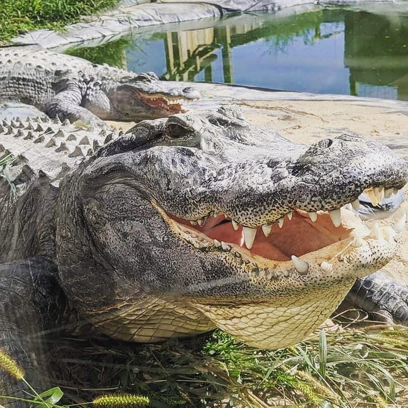Godzilla, an 11-and-a-half-foot alligator, makes his home at the Critchlow Alligator Sanctuary, which has the largest collection of alligators in Michigan.