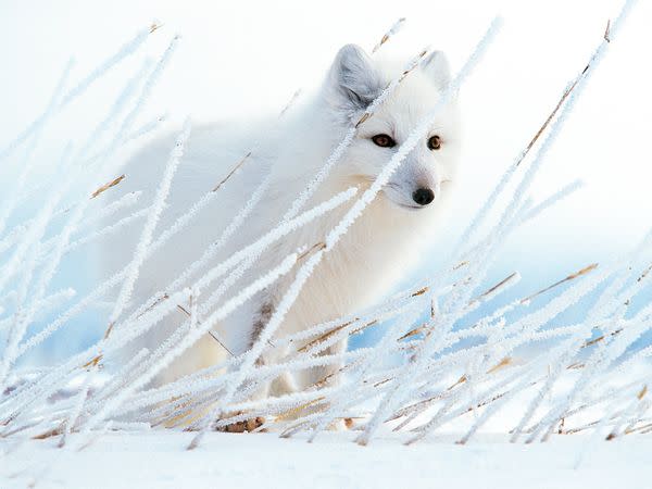 Concealed by rye grass covered with hoar frost, an arctic fox listens for mice under the winter snow. When the season changes, the fox's coat turns as well, adopting a brown or gray appearance that provides cover among the summer tundra's rocks and plants.