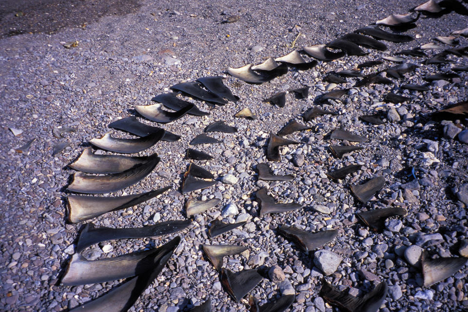 A Shark finning camp on a beach of the sea of Cortez, Mexico (Mark Conlin / Universal Images Group via Getty Images file)