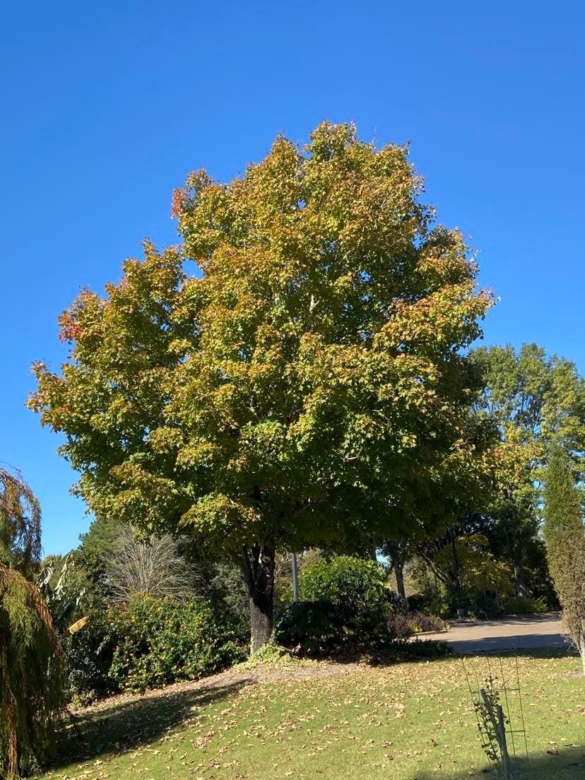 This tree is beginning to change color to yellow at the UT Agricultural Extension Center on Airways Boulevard in Jackson.