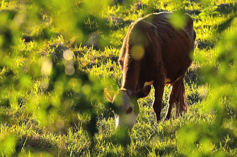 A cow photographed through a tree canopy.