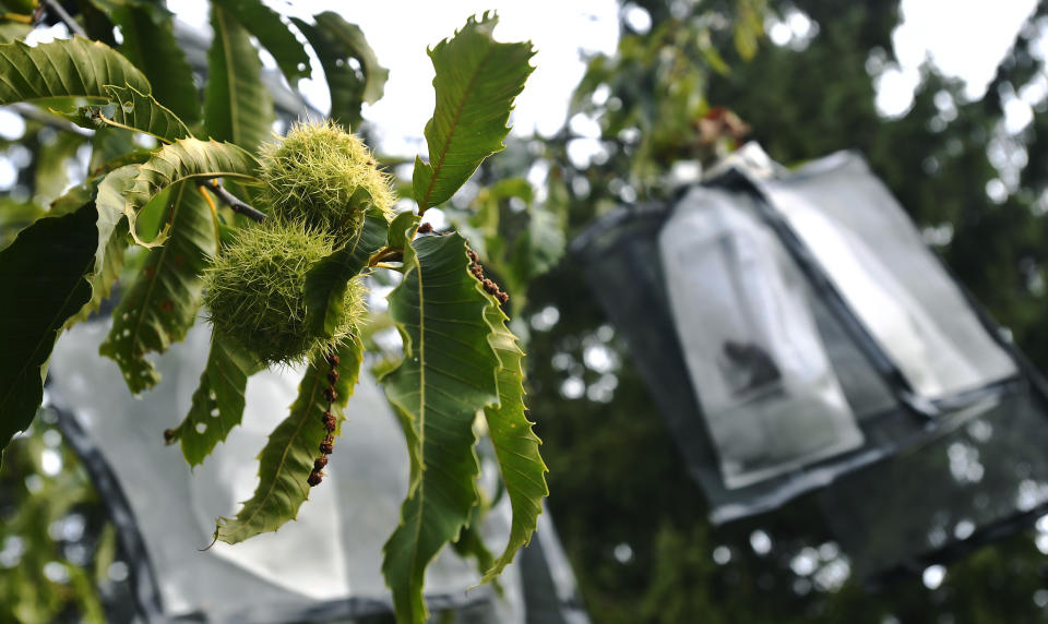 Two unmodified, open-pollinated chestnut burs, left, grow near several hand-pollinated, genetically modified samples, in bags at right, at the State University of New York's College of Environmental Science & Forestry Lafayette Road Experiment Station in Syracuse, N.Y., Monday, Sept. 30, 2019. The ESF American Chestnut Research & Restoration Project researchers will soon seek federal clearance to distribute thousands of modified trees as part of a restoration effort. (AP Photo/Adrian Kraus)