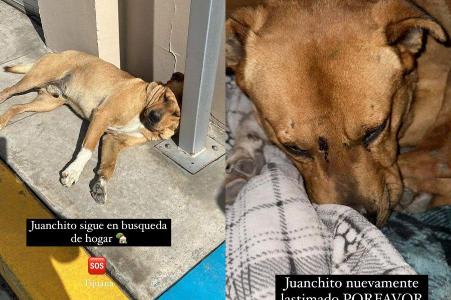 Siguen buscando hogar para Juanchito; el perrito abandonado por Caffenio en Tijuana