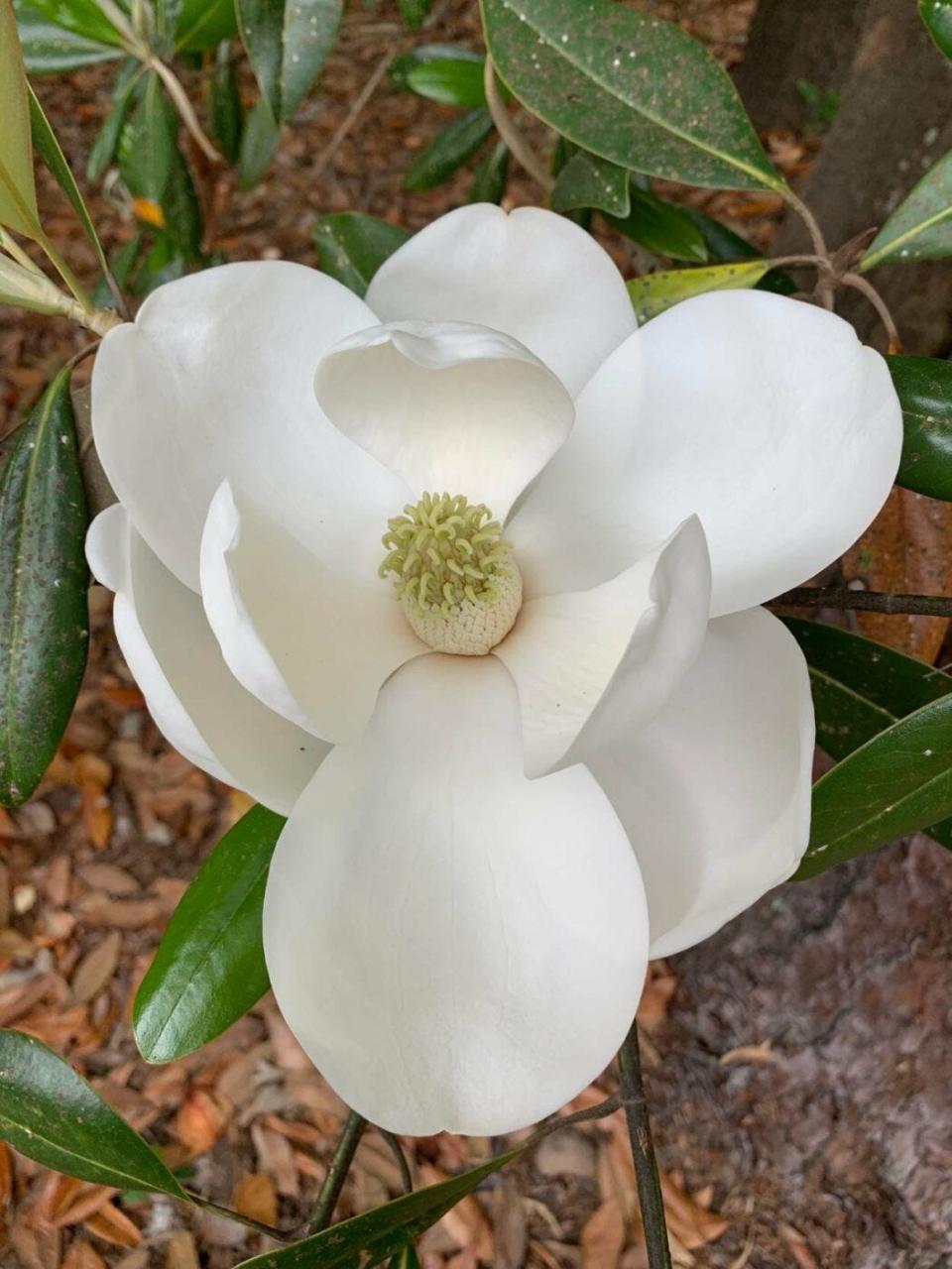 The Southern Magnolia is blooming at Airlie Gardens.