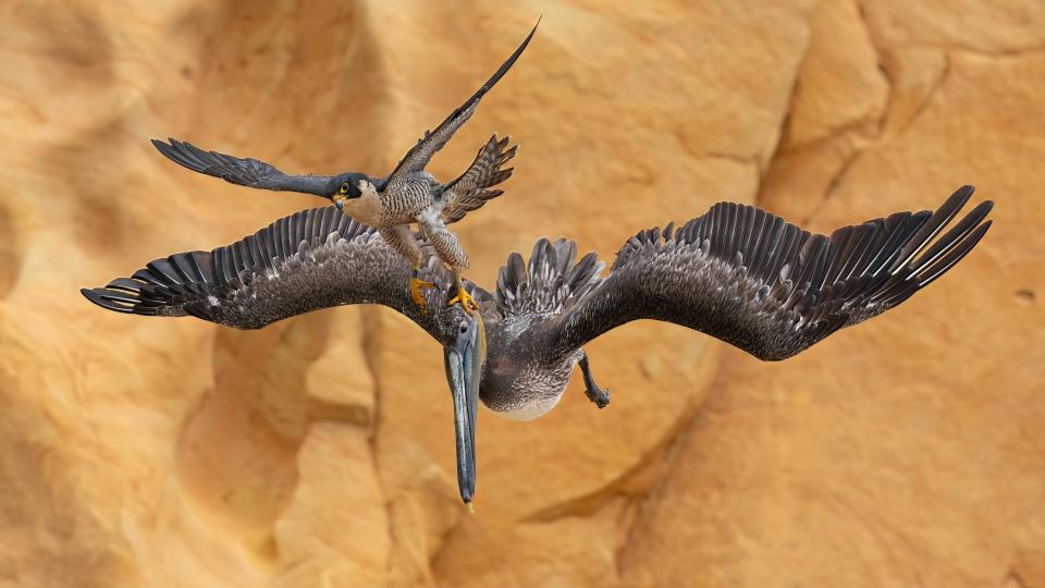 a falcon attacking a pelican midflight against some clifs