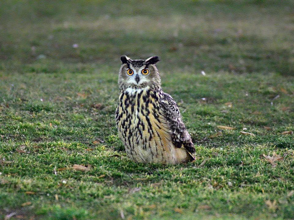 Flaco the escaped owl is seen in Central Park.