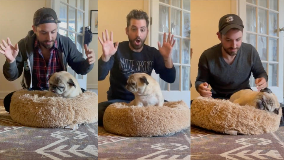 Three images of Noodle the pug and his owner seeing if he has bones today.