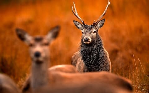 Scottish red deer graze - Credit: Getty Images