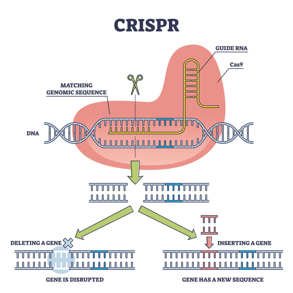 Inforgraphic shows a labeled cas enzyme paired with an RNA strand. It then shows how the complex can cut through a length of DNA to either delete a gene or insert a new one in its place