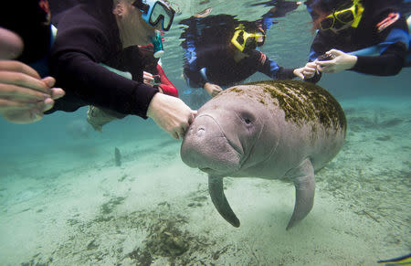 Snorkelers interact with a Florida manatee inside of the Three Sisters Springs in Crystal River, Florida January 15, 2015. REUTERS/Scott Audette