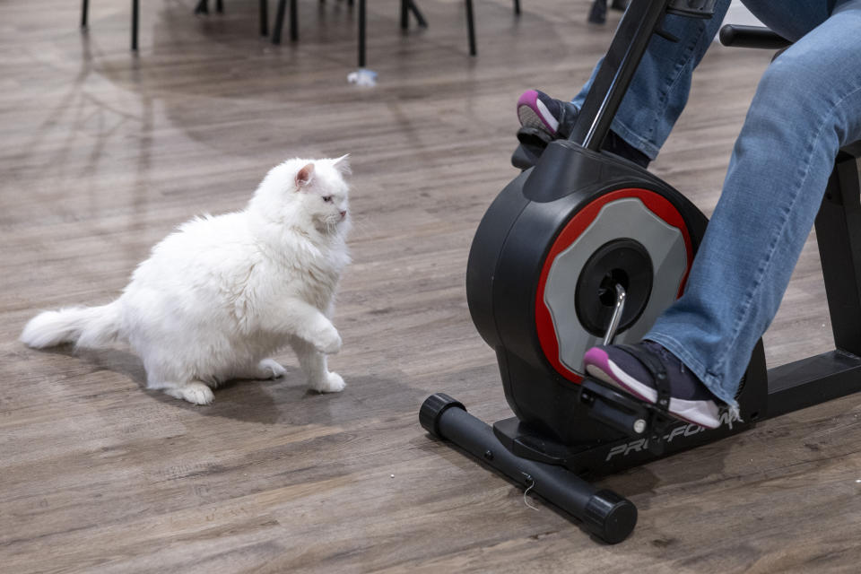 Donna Cooper's cat Cade bats at her exercise bike at her home in Front Royal, Va., on Friday, March 1, 2024. (AP Photo/Amanda Andrade-Rhoades)