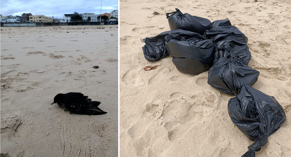 Left - a shearwater on Bondi Beach. Right - garbage bags full of dead shearwaters.