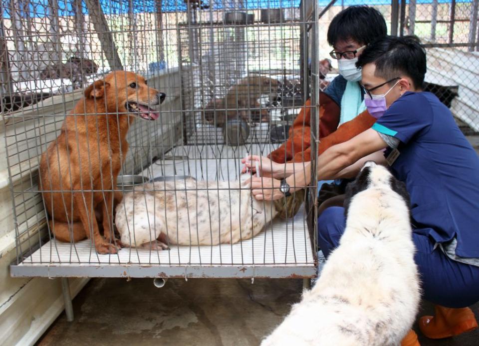 林荀龍團隊推動流浪動物TNR（捕捉、絕育、釋放），成立浪浪樂活醫療室。(記者徐義雄攝)