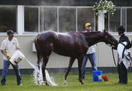 Triple Crown hopeful I'll Have Another is bathed after morning workouts while trainer Doug O'Neill looks on at Belmont Park in Elmont, New York, June 8, 2012. I'll Have Another will attempt to become the first horse since Affirmed in 1978 to win racing's coveted Triple Crown when he runs in the 2012 Belmont Stakes on June 9 at Belmont Park. REUTERS/Shannon Stapleton