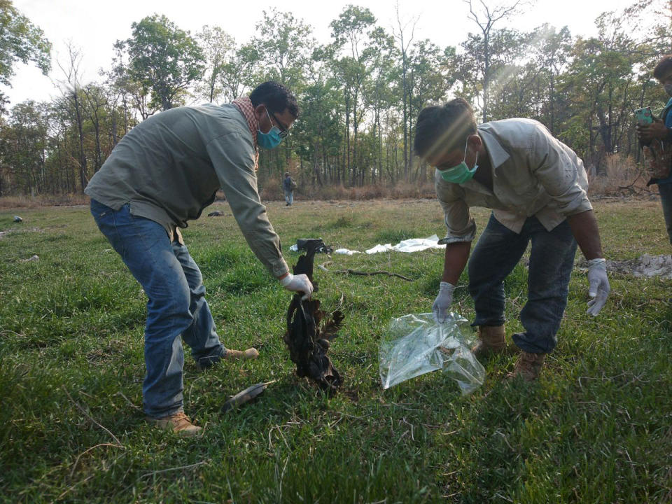 In this undated photo provided by the Wildlife Conservation Society in June 2020 community rangers dispose of the remains of a giant ibis in Cambodia. In April 2020, the WCS documented the poisoning of three critically endangered giant ibises for the wading bird's meat. “Suddenly rural people have little to turn to but natural resources and we’re already seeing a spike in poaching,” said Colin Poole, the group's regional director for the Greater Mekong. (WCS via AP)