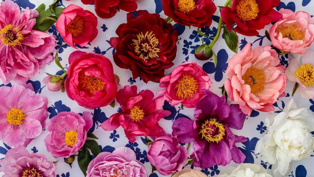 christopher spitzmiller peonies