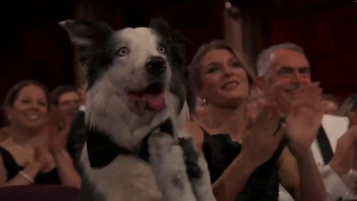 Messi der Hund bei der Oscar-Verleihung 2024. - Copyright: ABC