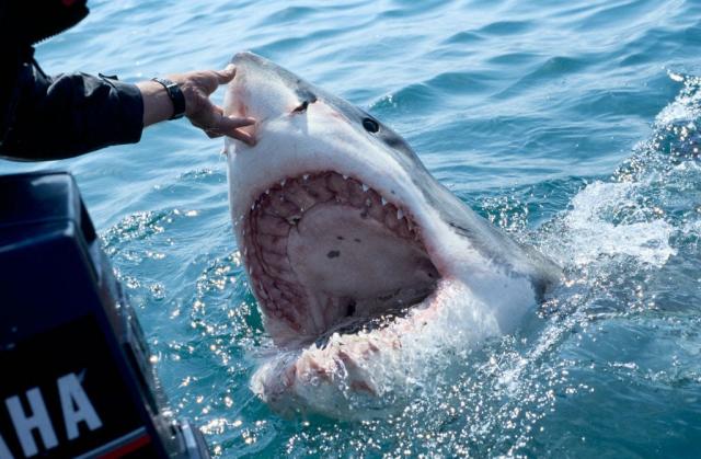 Don't Go In The Sky? Miami Shark