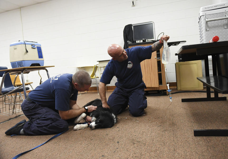 Adan Cooper, a K9 handler from Colorado Springs, left, pets his dog Tag as paramedic Fred Salazar, also from Colorado Springs, gives the dog IV fluids as members of Colorado Task Force 1 prepare for search and rescue operation during Hurricane Florence on September 14, 2018 in Pembroke, North Carolina. IV fluids help the dog stay healthy during his search and rescue work.&nbsp;