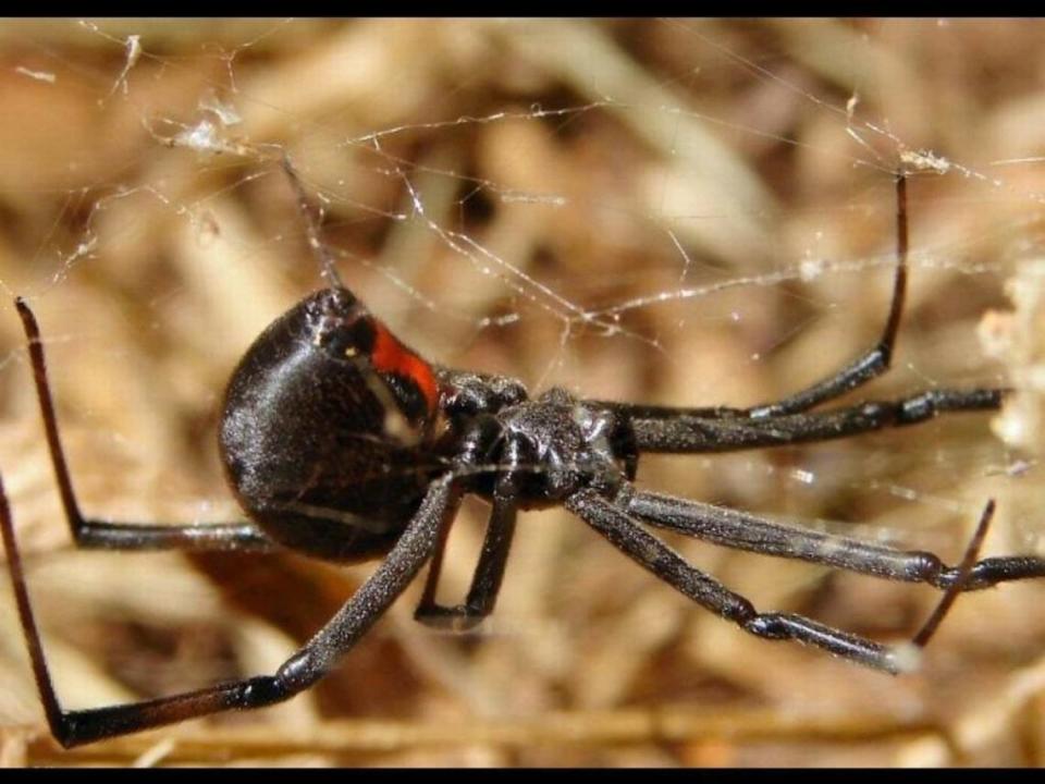 Black widows, like the female seen in this photo, are found in Kentucky.