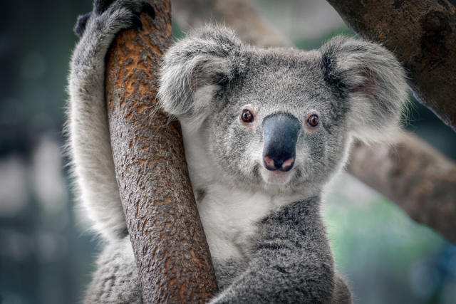 Video of Koala's Unique Mating Call Is Downright Fascinating