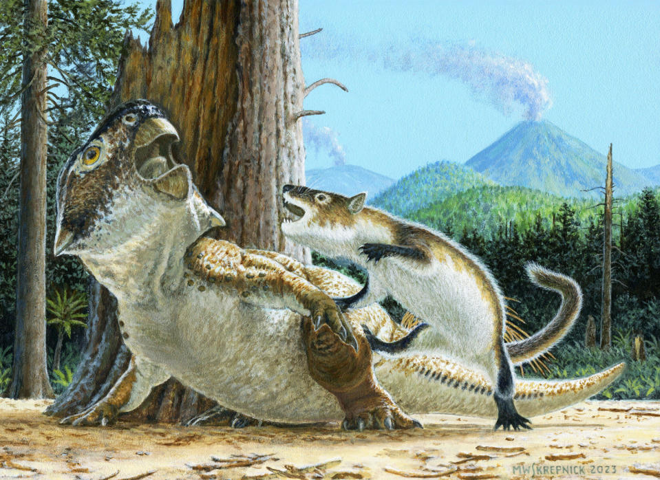 Illustration showing Repenomamus robustus as it attacks Psittacosaurus lujiatunensis before a volcanic debris flow buries them both, ca. 125 million years ago. / Credit: Michael W. Skrepnick courtesy Canadian Museum of Nature