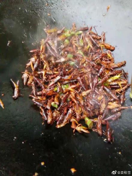 蝗蟲俗稱螞蚱，在中國有不少螞蚱料理。（圖／翻攝自微博）