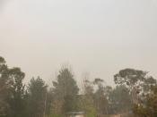 Trees stand under a hazy sky in Jindabyne, a township affected by the Dunns Road bushfire, in New South Wales, Australia