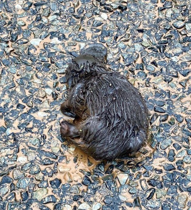 A Sunshine Coast woman said a difficult week was made a little brighter when she managed to revive a platypus washed up in floodwaters. (Photo: Lady Penelope)