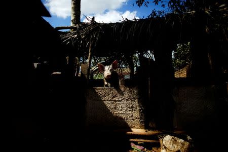 A pig peers out from its pen at a house yard used to grow roosters (not pictured) in Villa Nueva, central region of Ciego de Avila province, Cuba, February 13, 2017. REUTERS/Alexandre Meneghini 