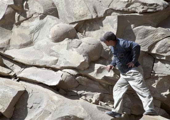 A man looks at what is believed to be fossilized dinosaur eggs at a site in Russia's volatile Chechnya region April 14, 2012. The find was uncovered when a construction crew was blasting through a hillside to build a road near the region's border with former Soviet Georgia in the Caucasus Mountains. Geologists in Russia's volatile Chechnya region have discovered what they believe to be fossilized dinosaur eggs laid by one of the huge extinct reptiles that roamed the Earth more than 60 million years ago.