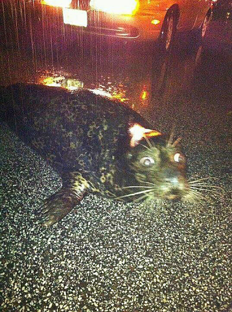 In this photo provided by Ellie Burcar, a seal that escaped from the Lake Superior Zoo lies on Grand Avenue in Duluth, Minn. around 2:30 a.m. on Wednesday, June 20, 2012. Some animals escaped from their pens at the zoo as floods fed by a steady torrential downpour struck northeastern Minnesota, inundating the city of Duluth, officials said Wednesday. (AP Photo/Ellie Burcar)