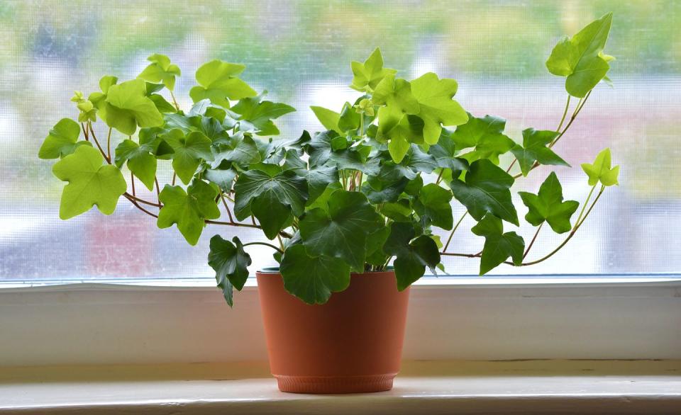 20) English Ivy Plant