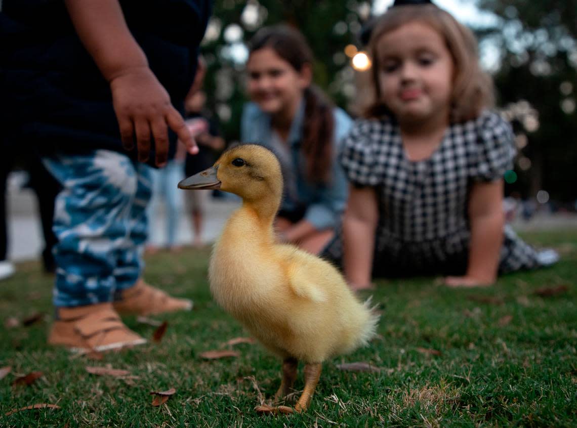 Children gather around Tyler Allen’s pet duckling during a jazz concert at Moore Square on Thursday, Oct. 13, 2022, in Raleigh, N.C.