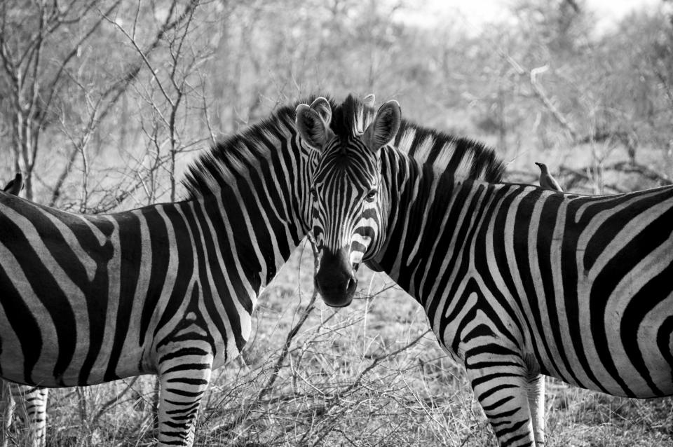 Zebras optical illusion