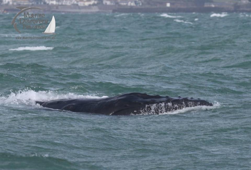 En la foto se ve de cerca la ballena jorobada que estaba atrapada. 