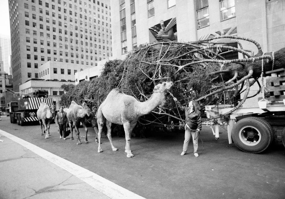 One of the three camels from New York's Radio City Music Hall's Christmas show (front) takes time out from his morning constitutional to nibble on the tree as it arrived in Rockefeller Center, Nov. 16, 1984.