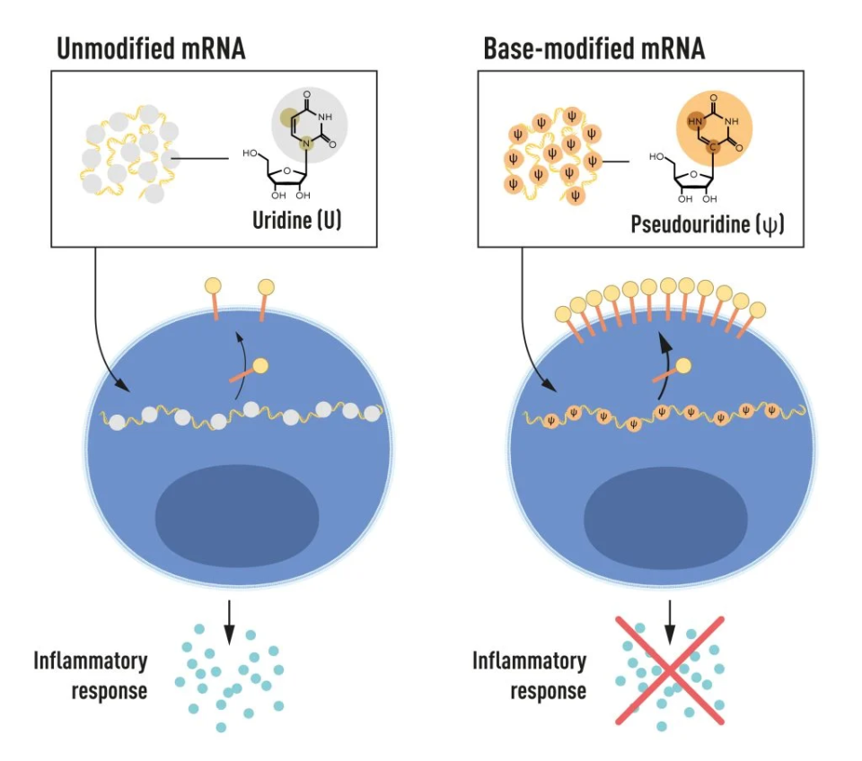 mRNA 包含四種不同的基底，簡稱為 A、U、G 和 C。諾貝爾獎得主發現，經過基底修改的 mRNA 可以用來阻止啟動炎症反應（訊號分子的分泌）並在 mRNA 被運送到細胞時增加蛋白質的生產。（圖／nobelprize.org）